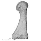 DV15-137 Homo sapiens metatarsal first left lateral