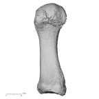 DV15-137 Homo sapiens metatarsal first left plantar