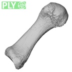 DV15-137 Homo sapiens metatarsal first left ply