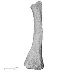 DV15-138 Homo sapiens metatarsal second left lateral