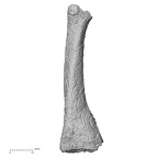 DV15-138 Homo sapiens metatarsal second left medial
