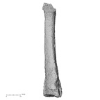 DV15-138 H. sapiens metatarsal second left