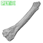 DV15-138 Homo sapiens metatarsal second left ply