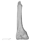 DV15-139 Homo sapiens metatarsal second right lateral