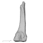DV15-139 Homo sapiens metatarsal second right medial