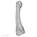 DV15-141 Homo sapiens metatarsal fourth right lateral