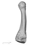 DV15-141 Homo sapiens metatarsal fourth right medial