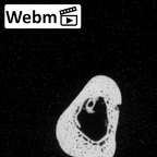 DV15-141 Homo sapiens metatarsal fourth right ct stack movie