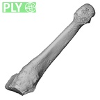 DV15-141 Homo sapiens metatarsal fourth right ply