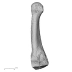 DV15-142 Homo sapiens metatarsal fourth left medial