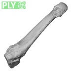 DV15-142 Homo sapiens metatarsal fourth left ply