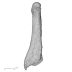 DV15-143 Homo sapiens metatarsal fifth left lateral