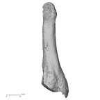 DV15-143 Homo sapiens metatarsal fifth left medial