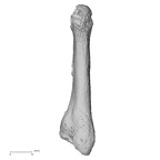 DV15-143 Homo sapiens metatarsal fifth left plantar