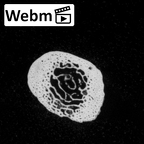 DV15-143 Homo sapiens metatarsal fifth left ct stack movie