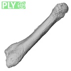 DV15-143 Homo sapiens metatarsal fifth left ply