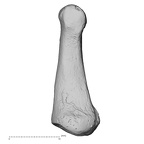 DV15-144 Homo sapiens foot phalanx second proximal right lateral