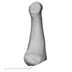 DV15-144 Homo sapiens foot phalanx second proximal right medial