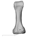 DV15-144 H. sapiens foot phalanx second proximal right