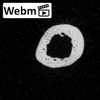 DV15-144 Homo sapiens foot phalanx second proximal right ct stack movie