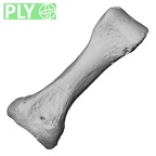 DV15-144 Homo sapiens foot phalanx second proximal right ply
