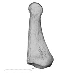 DV15-145 Homo sapiens foot phalanx third proximal right lateral