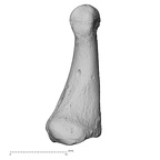 DV15-145 Homo sapiens foot phalanx third proximal right medial