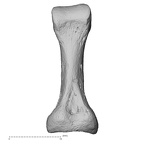 DV15-145 H. sapiens foot phalanx third proximal right