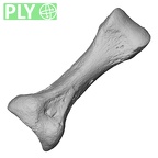 DV15-145 Homo sapiens foot phalanx third proximal right ply