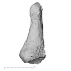 DV15-146 Homo sapiens foot phalanx fifth proximal right medial