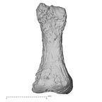 DV15-146 H. sapiens foot phalanx fifth proximal right