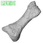 DV15-146 Homo sapiens foot phalanx fifth proximal right ply