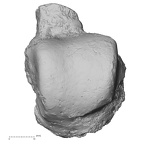 DV16-123 H. sapiens talus right