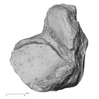 DV16-123 Homo sapiens talus right plantar