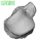 DV16-123 Homo sapiens talus right ply