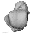 DV16-124 H. sapiens talus left