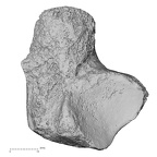 DV16-124 Homo sapiens talus left plantar