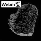 DV16-124 Homo sapiens talus left ct stack movie