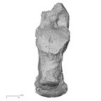 DV16-125 Homo sapiens calcaneus right dorsal