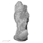 DV16-125 H. sapiens calcaneus right