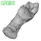 DV16-125 Homo sapiens calcaneus right ply