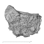 DV16-125 Homo sapiens calcaneus right medial