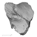 DV16-126 Homo sapiens calcaneus left anterior