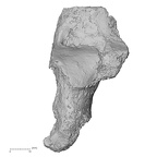 DV16-126 Homo sapiens calcaneus left dorsal