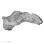 DV16-126 Homo sapiens calcaneus left medial