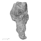 DV16-126 Homo sapiens calcaneus left plantar