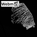 DV16-126 Homo sapiens calcaneus left ct stack movie