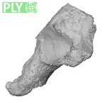 DV16-126 Homo sapiens calcaneus left ply