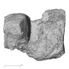 DV16-127 Homo sapiens navicular right lateral
