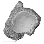 DV16-127 Homo sapiens navicular right proximal